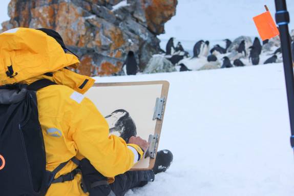 O Bart, nosso passageiro artista, faz seus desenhos durante visita à Half Moon Island, na Antártida (foto de Marla Barker)